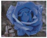 (image for) The Blue Rose